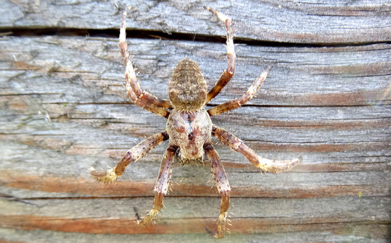 maschio di Araneus angulatus  - Pomarolo (TN)